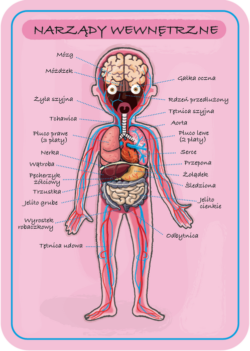 Edukacyjna układanka magnetyczna, "Anatomia człowieka", J05491-Janod, układanki dla dzieci
