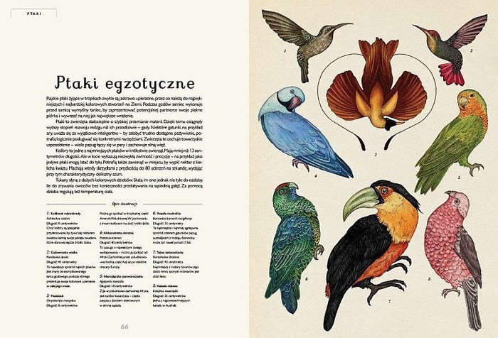 Animalium. Wydawnictwo Dwie Siostry, książki dla dzieci