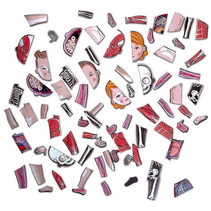 Edukacyjna układanka magnetyczna, "Anatomia człowieka", J05491-Janod, układanki dla dzieci