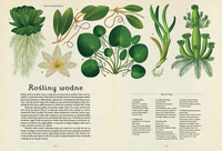 Botanicum. Wydawnictwo Dwie Siostry, książki dla dzieci