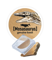 Szkielet dinozaura do odkopania i złożenia Stegozaur Mały paleontolog Buki 445STE