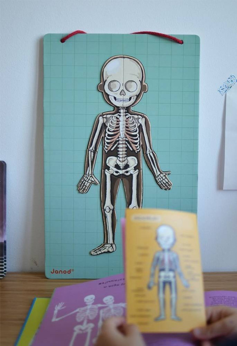 Edukacyjna układanka magnetyczna, "Anatomia człowieka", J05491-Janod, układanki dla dzieci
