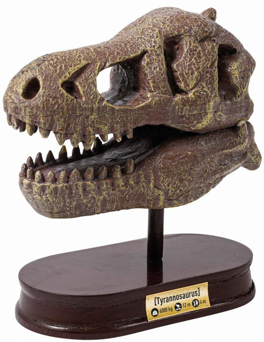 Muzeum czaszek dinozaura - TYRANOZAUR 2130-Buki, zabawki rozwojowe