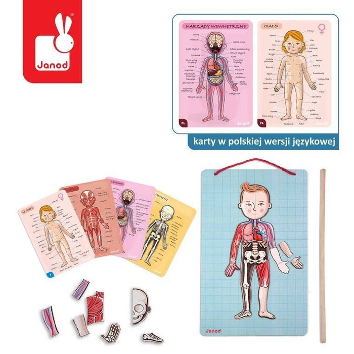 Edukacyjna układanka magnetyczna, "Anatomia człowieka", J05491-Janod, układanki dla dzieci