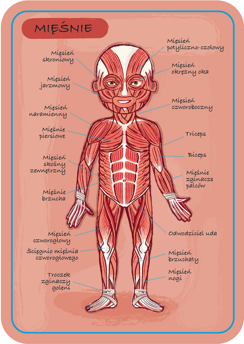 Edukacyjna układanka magnetyczna, "Anatomia człowieka", J05491-Janod, układanki dla dzieci