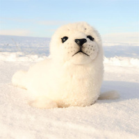 Pluszowa foka biała 30 cm Rappa 240155