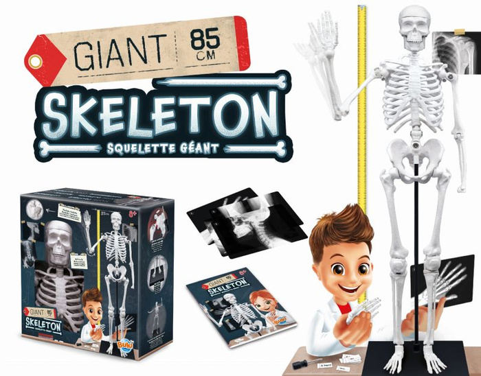 Szkielet człowieka 85 cm do samodzielnego złożenia dla dzieci Buki 2181