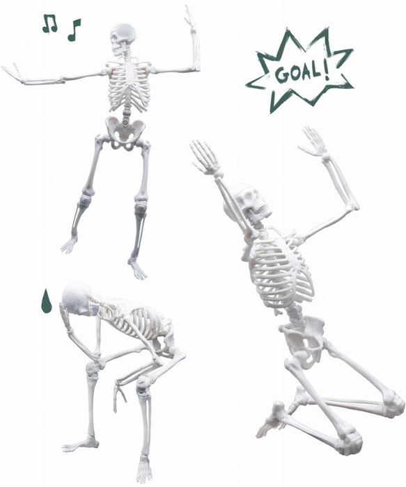 Szkielet człowieka 45 cm do samodzielnego złożenia dla dzieci Buki 2180