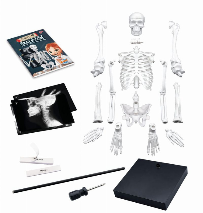 Szkielet człowieka 85 cm do samodzielnego złożenia dla dzieci Buki 2181
