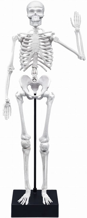 Szkielet człowieka 45 cm do samodzielnego złożenia dla dzieci Buki 2180