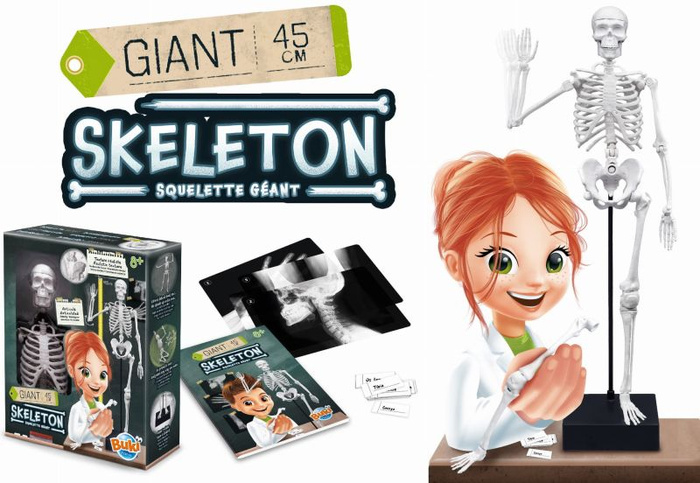 Szkielet człowieka 45 cm do samodzielnego złożenia dla dzieci Buki 2180