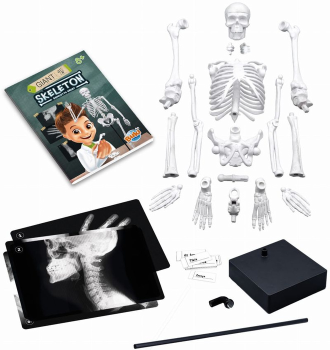 Szkielet człowieka 45 cm do samodzielnego złożenia dla dzieci Buki 2180