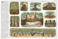 Drzewa. Wydawnictwo Dwie Siostry, książki dla dzieci