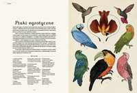 Animalium. Wydawnictwo Dwie Siostry, książki dla dzieci