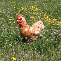 Pluszowa jasnobrązowa kura z jajkiem 33 cm Rappa 230569