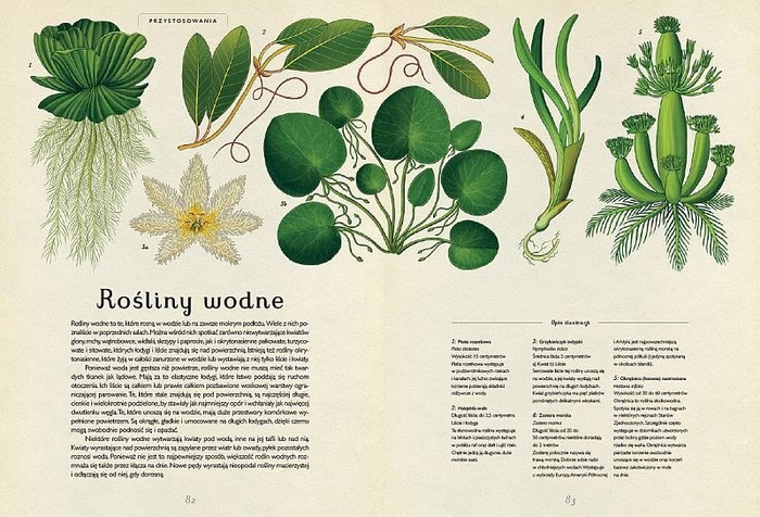 Botanicum. Wydawnictwo Dwie Siostry, książki dla dzieci