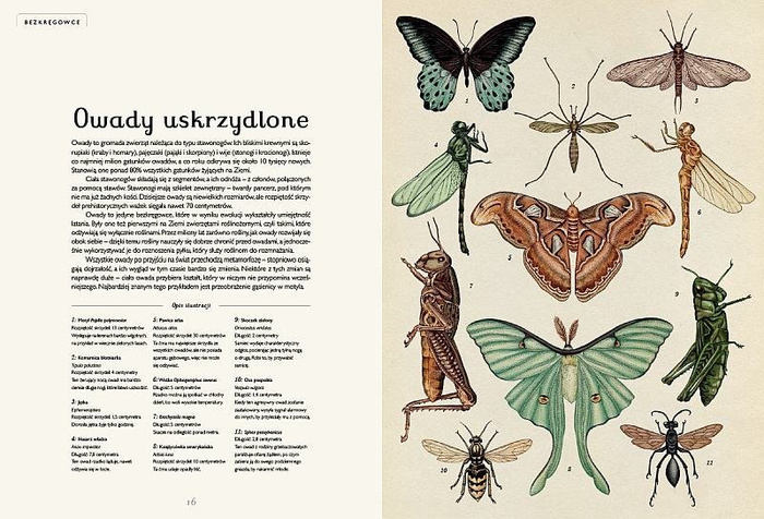 Animalium. Wydawnictwo Dwie Siostry, książki dla dzieci