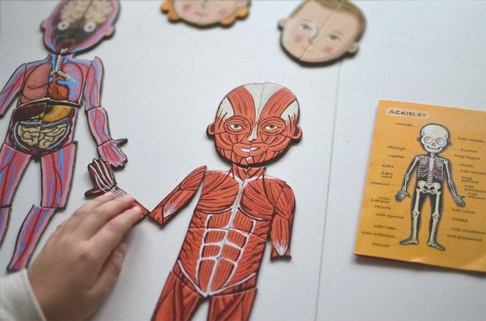 Edukacyjna układanka magnetyczna, "Anatomia człowieka", J05491-Janod, układanki dla dzieci