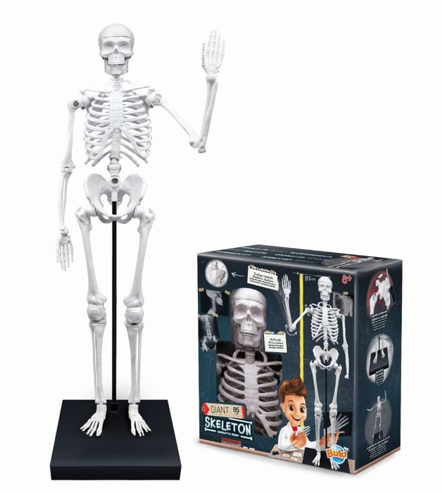Szkielet człowieka 85 cm do samodzielnego złożenia dla dzieci Buki 2181