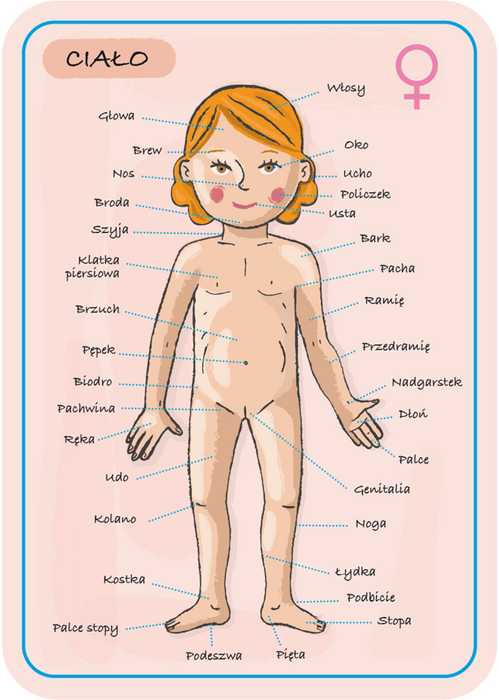 Edukacyjna układanka magnetyczna, "Anatomia człowieka", J05491-Janod, układanki dla dzieci