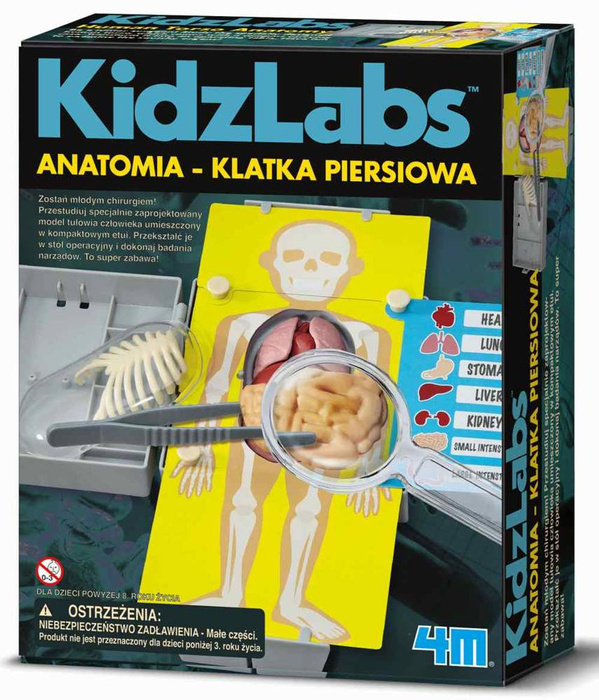 Anatomia Klatka piersiowa 3373-4M, zabawki edukacyjne